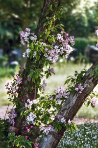 16-09-09-Nikolaifriedhof-IMG 2611 