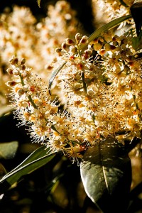 16-09-09-Nikolaifriedhof-IMG 2613 